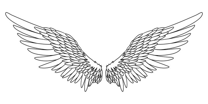 Angel or bird wings abstract sketch isolated on white. doodle illustration. For your design