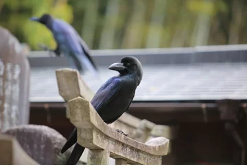 Tableaux ronds sur aluminium Kyoto large billed crow in japan, kyoto