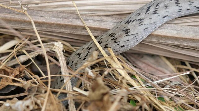 The Banded kukri snake ( Oligodon fasciolatus ) slithering on brown dry leaves on dirt land in forest, Black stripes on the body of gray reptile, Poisonous reptile hiding in Thailand