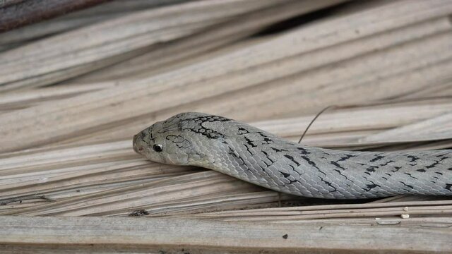 The Banded kukri snake ( Oligodon fasciolatus ) flick it tongue  and slithering on brown dry leaves on dirt land in forest, Black stripes on the body of gray reptile, Poisonous reptile hiding 