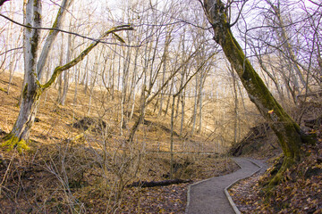 Falling oak leaves on the scenic autumn forest illuminated by morning sun