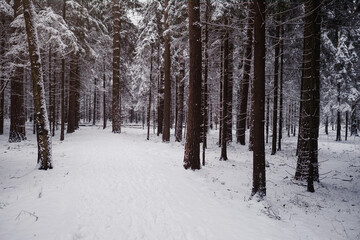 Pine trees are covered with snow on a frosty evening.