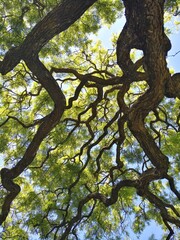 Park, Argentinien, Südamerika