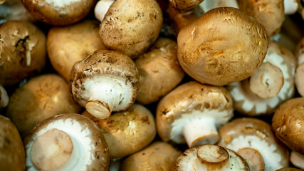 画面いっぱいのたくさんのキノコ