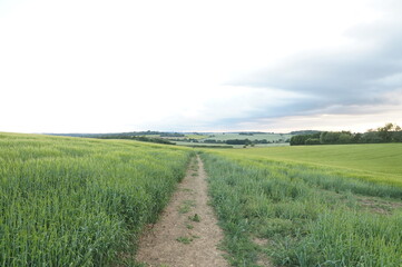 Public path in the fields, spring 2018