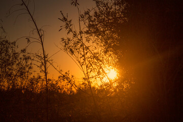 Trees.Tree silhouette.Silhouette.Silhouette during sunset.Trees and plants during sunset.Sunset landscape.Sunset sky.Silhouette trees.Twilight.Golden hour