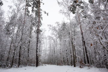 Snowy forest in idyllic winter landscape.