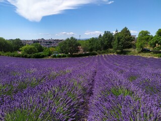 Lavande , Plateau de Valensole