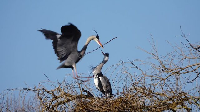A grey heron landing on a tree with a branch in its mouth to build a nest