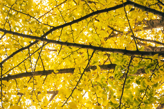 Authun Yellow-colored Gingko Of Japanese