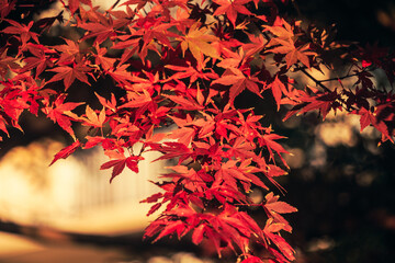 Reddish maple and autumn leaves illuminated by the morning sun in Japan.