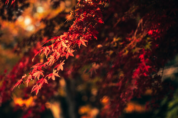 Red maple trees and autumn leaves in Japan