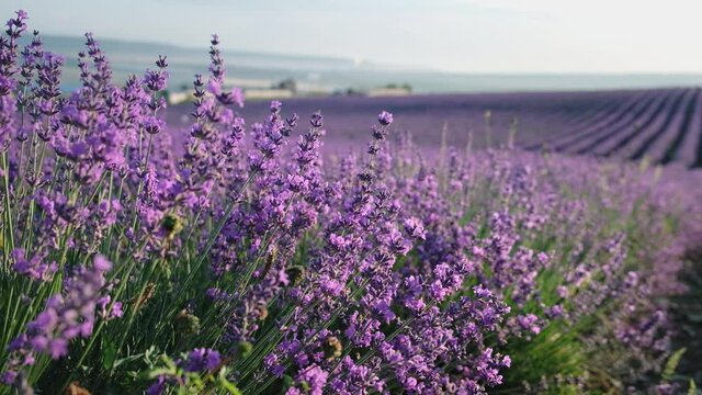Beautiful provencal landscape with lavender field