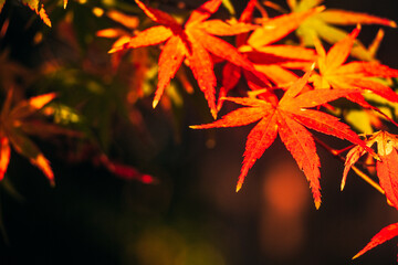 Colorfully colored maple leaves illuminated by the morning sun, as seen in Japan.