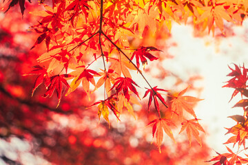 Colorfully colored maple leaves in pale light seen in Japan.