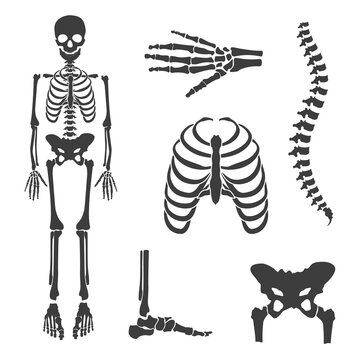 Human skeleton vector