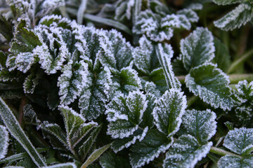 Hoar frost on Green leaves,green field covered with hoarfrost. Beautiful natural background with frost on the grass.Frozen flower. 
Plants in winter frost.Cold weather.Frost texture.Close-up.Macro.
