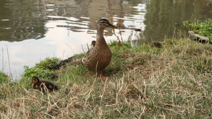 Ducks and ducklings in Cambridge