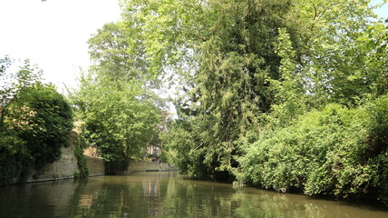 River banks of river Cam, trees and bushes in Cambridge, UK, summer 2018