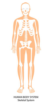 Vector illustration. Male human body skeletal system. Skeleton front view