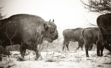 European bison resting on a snow meadow.