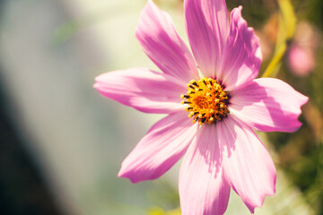 Obraz premium A single dark pink cosmos in the forward light, viewed from an angle