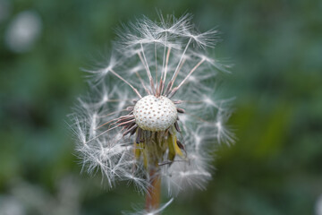 dandelion with seeds, white dandelion, blooming dandelion