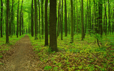 Forest trees in spring