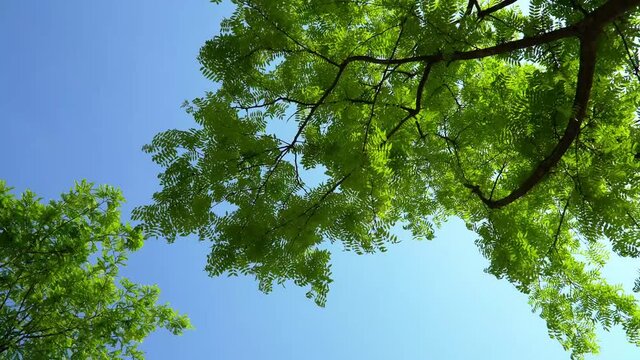 Low-angle shot of a pagoda tree with green leaves on blue sky background