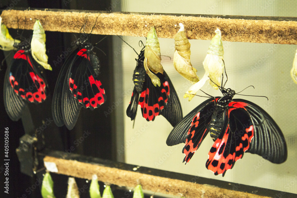 Wall mural Black and red butterfly on the underside of the wings