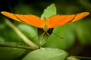 Orange butterfly with open wings