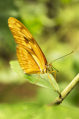 Dryas iulia butterfly with closed wings
