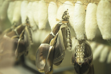 Butterfly nests with some of them being born