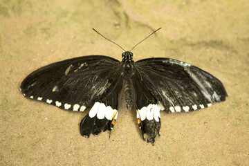 Black butterfly with white dots