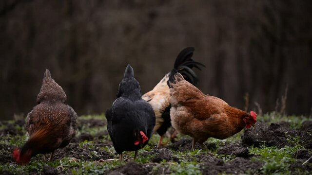 chickens and hens through the natural farm. poultry feeding on the grass. a group of domestic birds nibbling