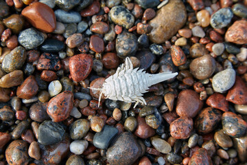 Whitewashed arthropod shell on the pebbles of the seashore