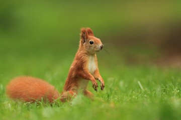 Art view on wild nature. Cute red squirrel  sitting on the ground. Sciurus vulgaris