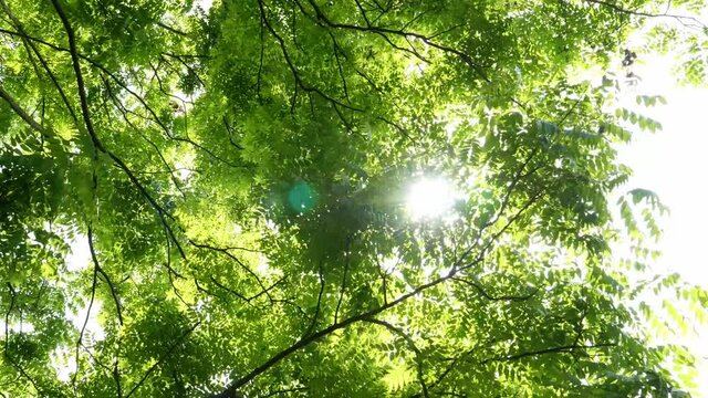 Low-angle shot of sunshine through the green sophora tree leaves