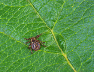 Tick insect on a green plant background.