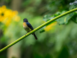 bird on a flower