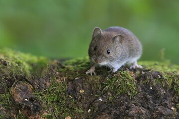 bank vole sitting on the stump. Myodes glareolus.