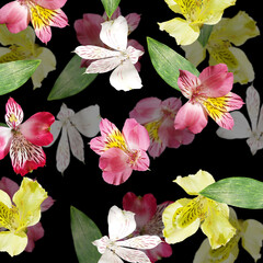 Beautiful floral background of alstroemeria. Isolated