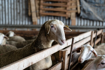 Farm animals in the Aveyron