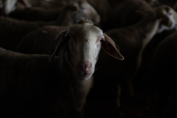 Farm animals in the Aveyron