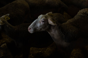 Farm animals in the Aveyron