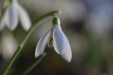 Perce-neige