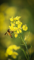 bee on flower