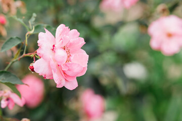 Beautiful pink rose