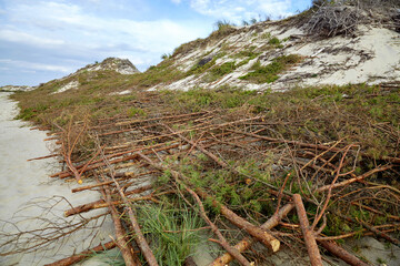 Fototapeta na wymiar Protecting sand dunes from errosion. Coastal fortification