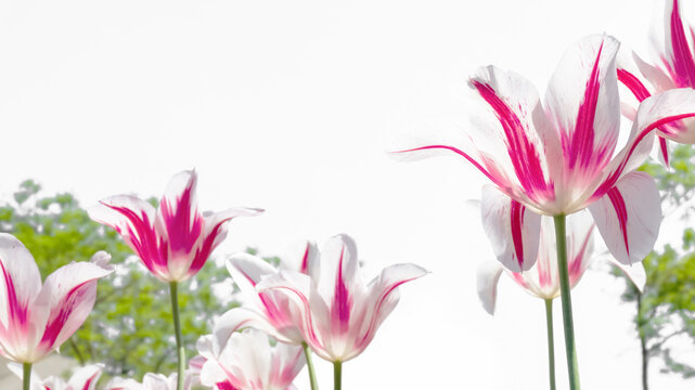 zarte rosa tulpen isoliert auf weiß von schräg unten, frohe ostern florale grußkarte